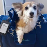 Best Dog Carriers for Airplanes