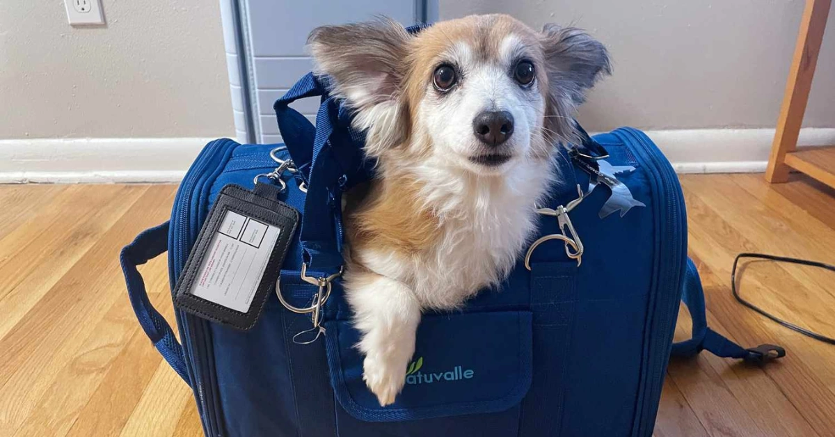 Best Dog Carriers for Airplanes