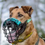 Best Dog Muzzles to Prevent Biting