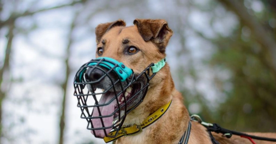 Best Dog Muzzles to Prevent Biting