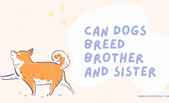 Can Dogs Breed Brother And Sister