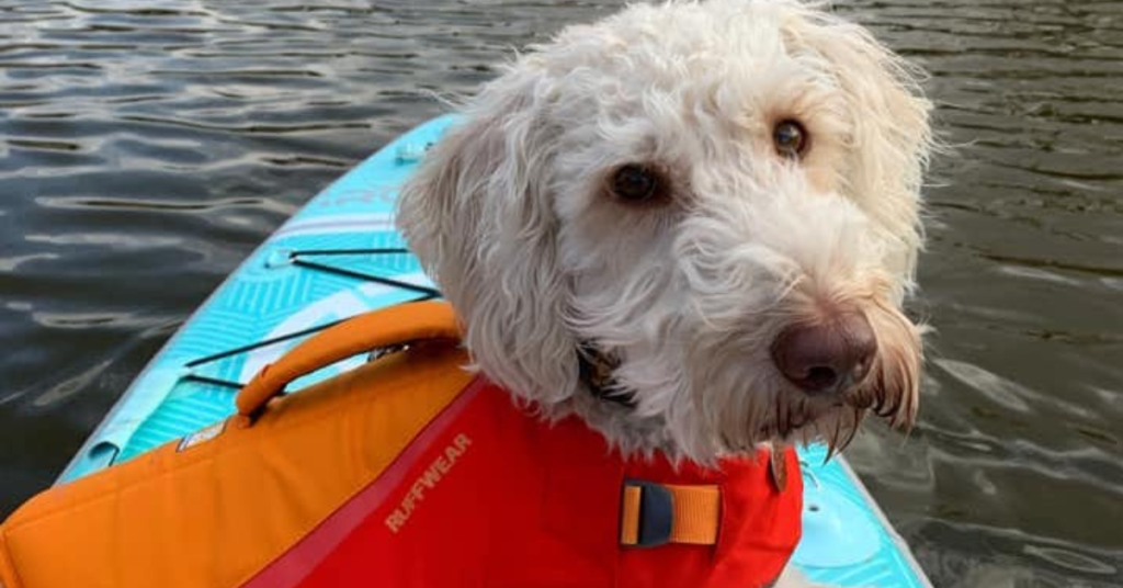 Best Dog Life Jacket for Boating