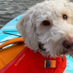 Best Dog Life Jacket for Boating