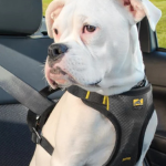 Best Dog Car Harnesses