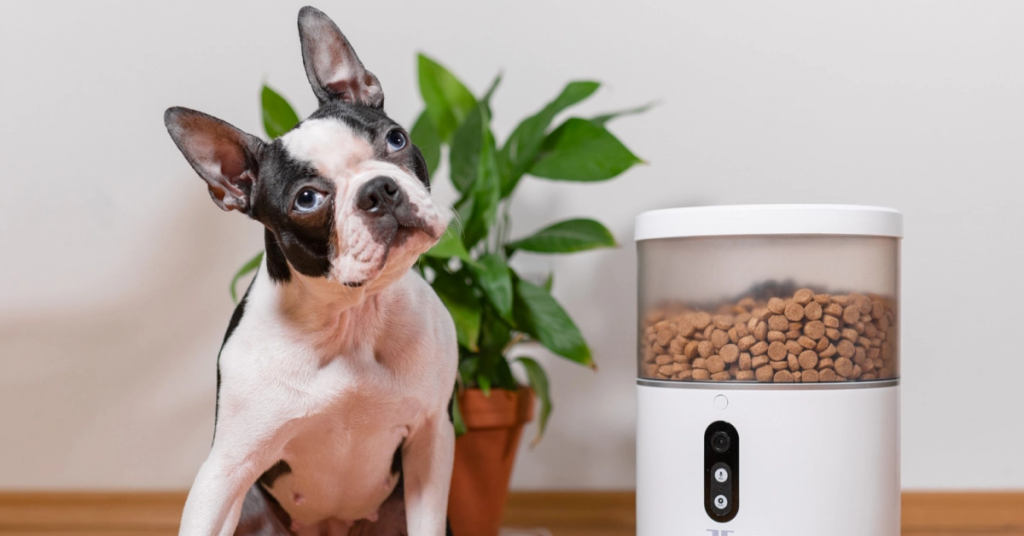 Best Automatic Dog Feeders