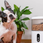 Best Automatic Dog Feeders