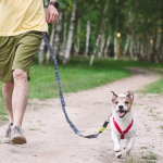 Best Hands Free Leashes