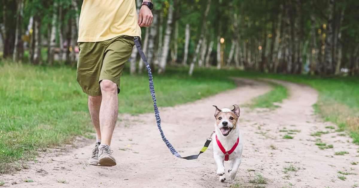 Best Hands Free Leashes