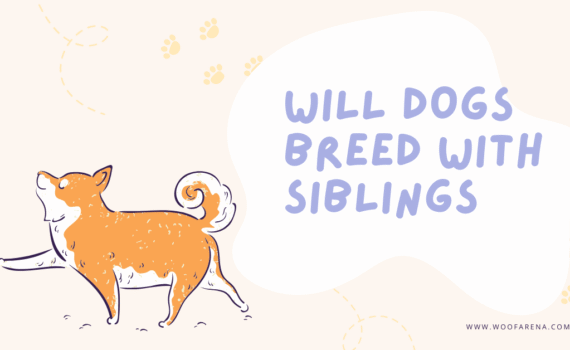 Will Dogs Breed With Siblings
