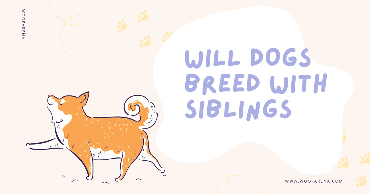 Will Dogs Breed With Siblings