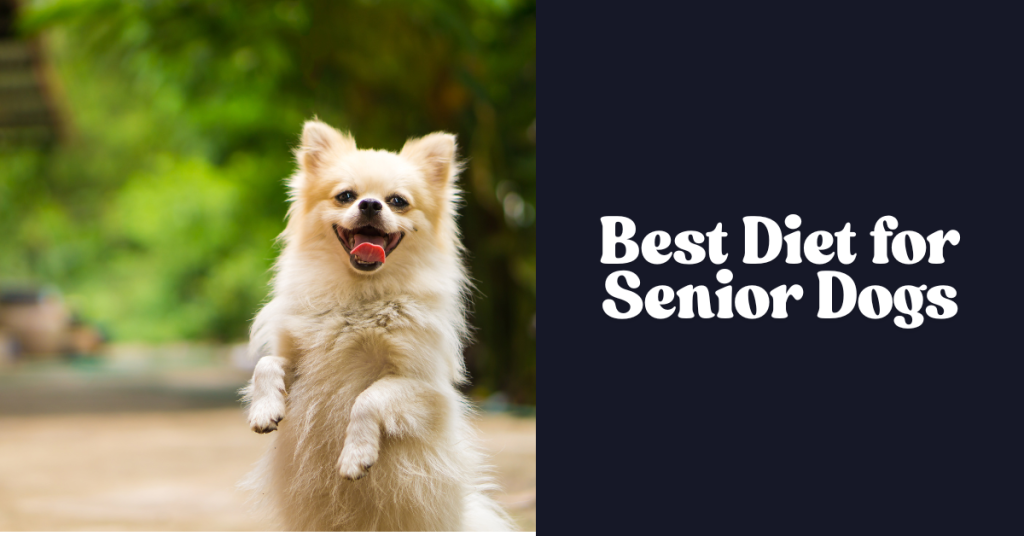Best Diet for Senior Dogs