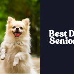 Best Diet for Senior Dogs
