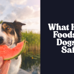 What Human Foods Can Dogs Eat Safely