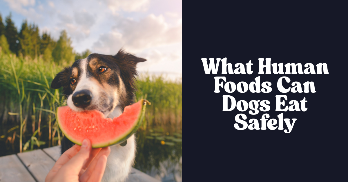 What Human Foods Can Dogs Eat Safely