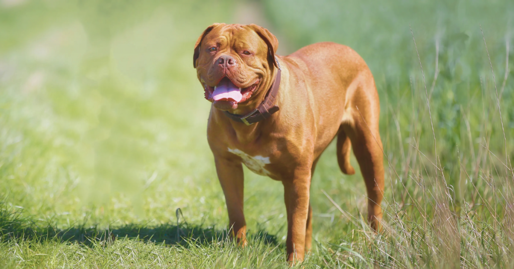 Which Dog Breed Has The Biggest Knot