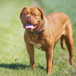 Which Dog Breed Has The Biggest Knot