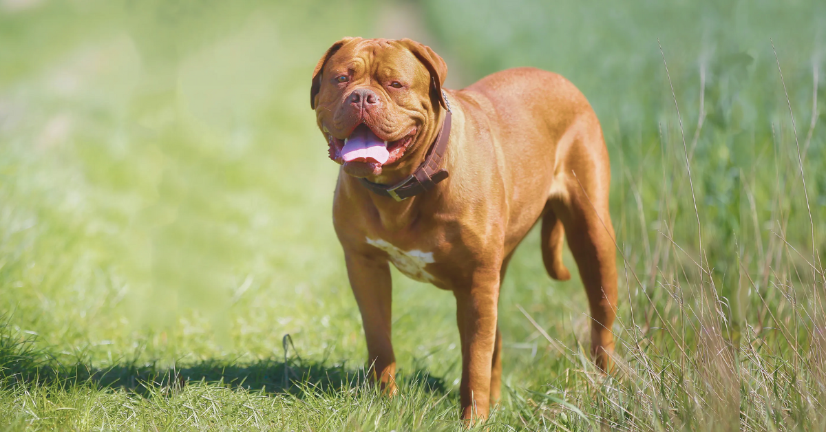 Which Dog Breed Has The Biggest Knot