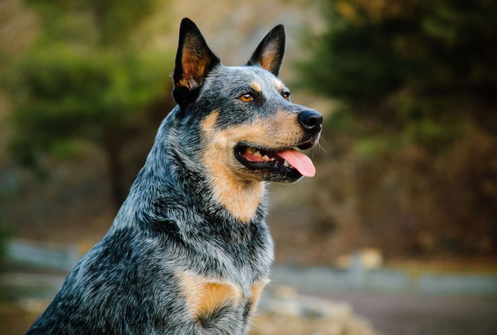 What Dog Breed Is Bluey: Facts, Traits & Care