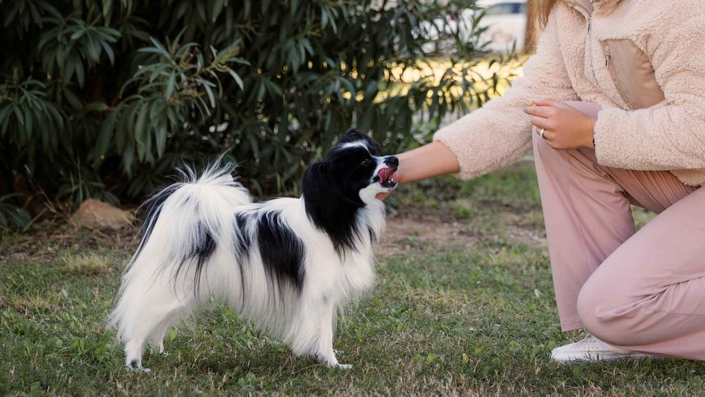 Why Do People Breed The Papillon Dog: Purpose & Ethics