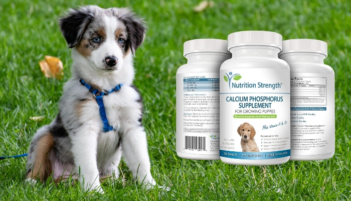 Best Calcium Supplements for Dogs